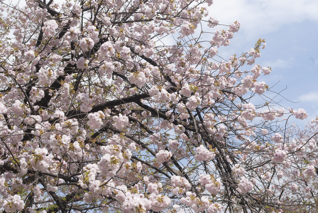 Stola aus Baby Alpaka Wolle und Seide
